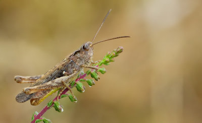 Bow-winged grasshopper / Ratelaar