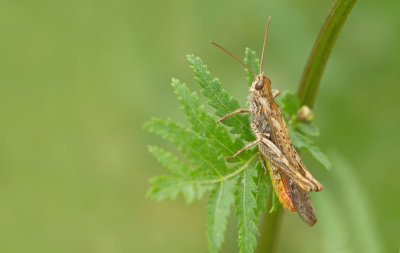 Common field grasshopper / Bruine sprinkhaan
