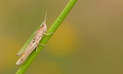 Lesser marsh grasshopper / Kustsprinkhaan