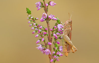 Heath Grasshopper / Steppesprinkhaan