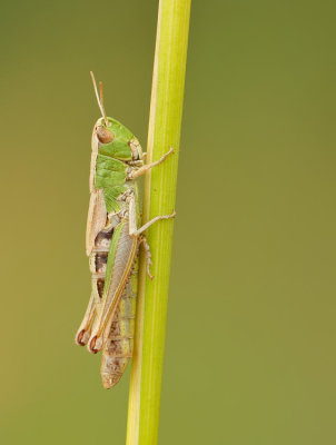 Meadow Grashopper / Krasser
