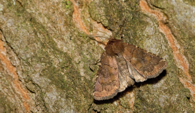 Charanyca ferruginea / Randvlekuil