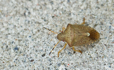 Peribalus strictus / Zuidelijke schildwants