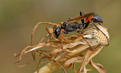 Wasp unknown