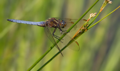 Keeled Skimmer / Beekoeverlibel