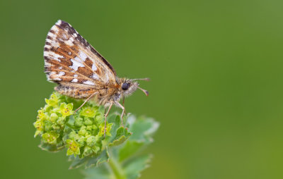 Southern Grizzled Skipper / Zuidelijke Aardbeivlinder
