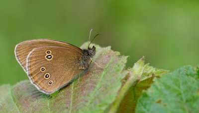 Ringlet / Koevinkje