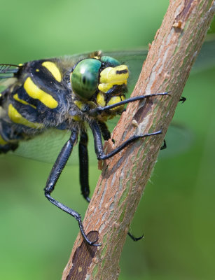 Golden-ringed dragonfly / Gewone bronlibel 