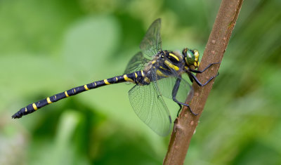 Golden-ringed dragonfly / Gewone bronlibel 