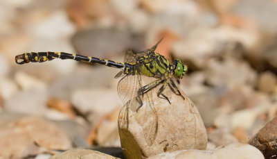 Small Pincertail / Kleine tanglibel 