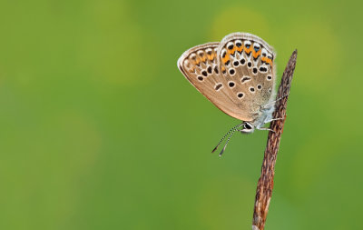 Silver-studded blue / Heideblauwtje