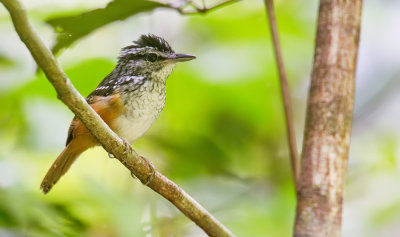 Guianan Warbling Antbird / Guyanaorpheusmierkruiper