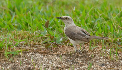 Tropical mockingbird / Tropische spotlijster