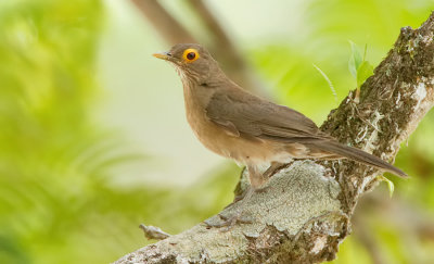 Spectacled Thrush / Naaktooglijster