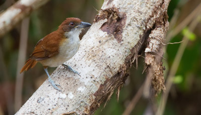 Great antshrike / Grote mierklauwier