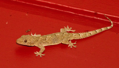 Common House-Gecko / Tjitjak