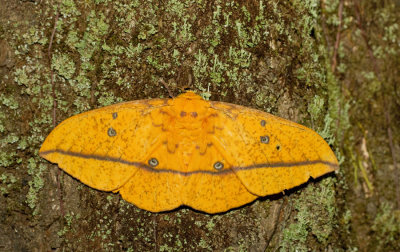 Eacles imperialis cacicus
