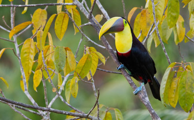 Chestnut-mandibled toucan / Swainsons toekan
