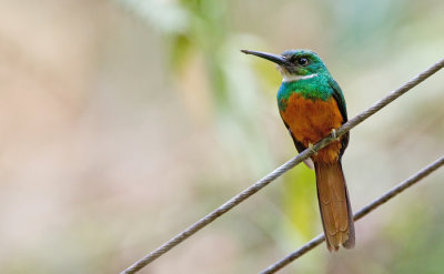 Rufous-tailed jacamar / Roodstaartglansvogel