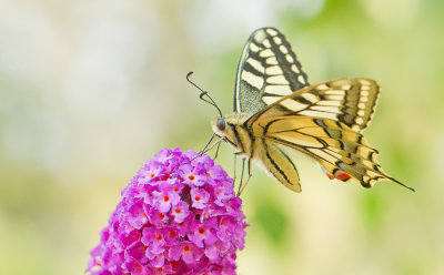 European Swallowtail / Koninginnenpage