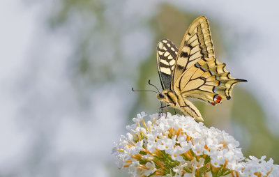 European Swallowtail / Koninginnenpage