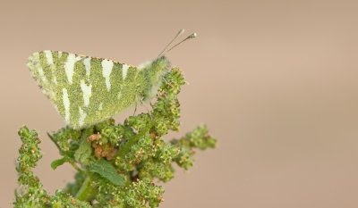 Fuerteventura Green Striped White / Euchloe hesperidum 