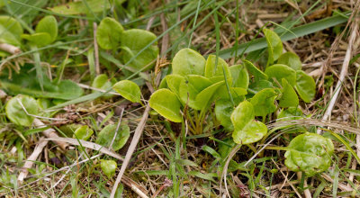 Common Wintergreen / Rond wintergroen