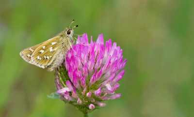 Silver-spotted Skipper / Kommavlinder