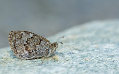 Swiss Brassy Ringlet / Zwitserse Glanserebia