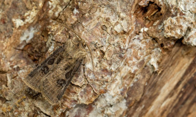 Agrotis clavis / Geoogde worteluil