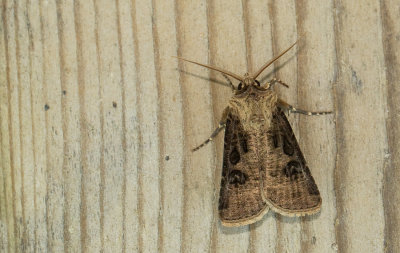 Agrotis clavis / Geoogde worteluil