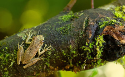 Olive snouted treefrog / Scinax elaeochrous