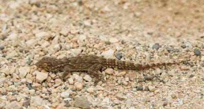 East Canary gecko / Oost-Canarische gekko