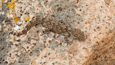 East Canary gecko / Oost-Canarische gekko