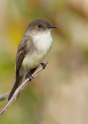 Eastern Phoebe / Phoebe 