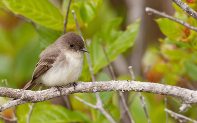 Eastern Phoebe / Phoebe 