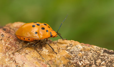 Augocoris gomesii