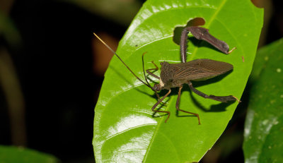 Leaf Footed Bug / Leptoglossus spec.