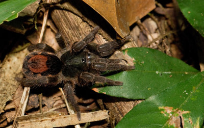 Suriname Dwarf tarantula / Neostenotarsus Suriname