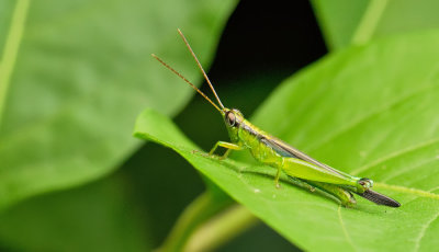 Cornops aquaticum