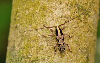 Colobothea decemmaculata