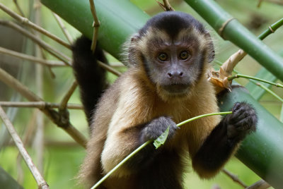 Black-capped Capuchin / Bruine kapucijnaap