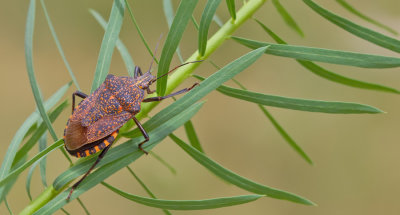 Apodiphus amygdali