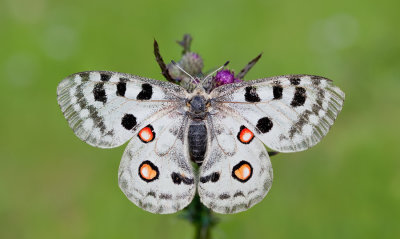 Moselleapollo / Moezelapollo (Parnassius apollo ssp. vinegensis)