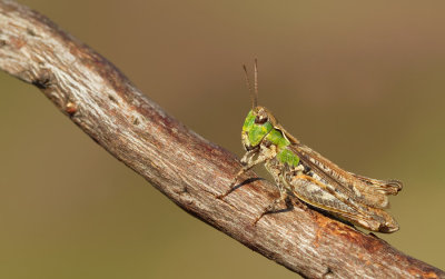 Mottled Grasshopper / Knopsprietje