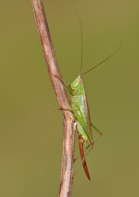 Long-winged conehead / Zuidelijk spitskopje