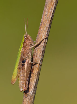 Steppe Grasshopper / Weidesprinkhaan
