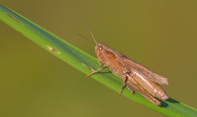 Steppe Grasshopper / Weidesprinkhaan
