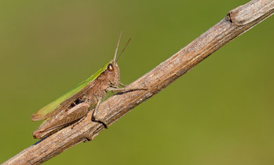 Steppe Grasshopper / Weidesprinkhaan