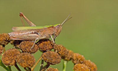 Steppe Grasshopper / Weidesprinkhaan